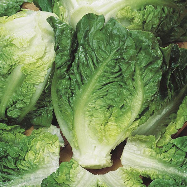 LETTUCE Little Gem Maureen