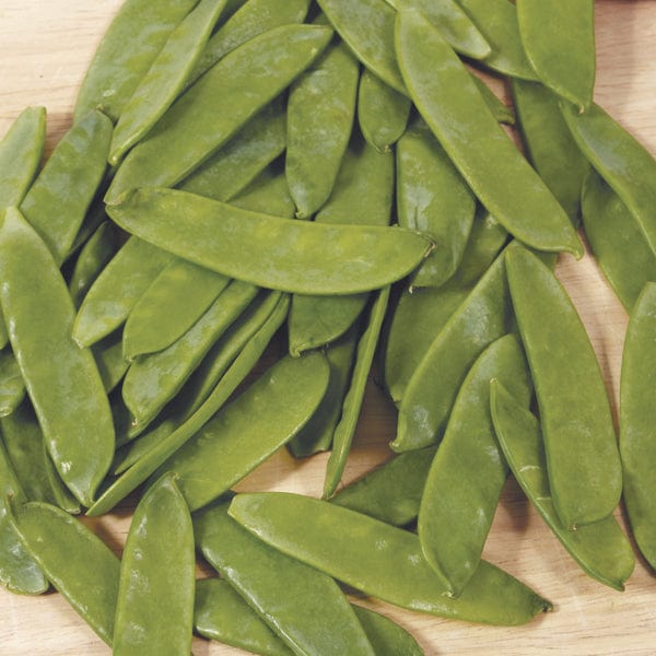 PEA Mangetout