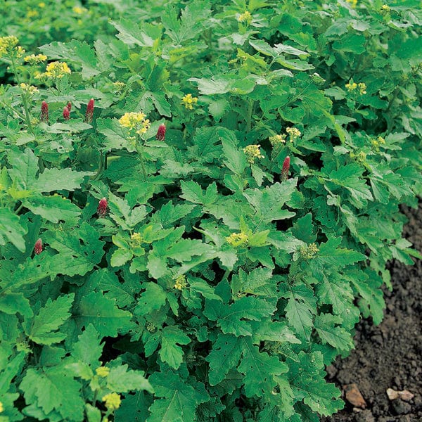 GREEN MANURE Autumn/Winter Mix