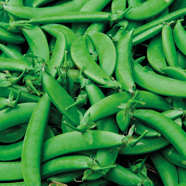 PEA (Snap) Nairobi