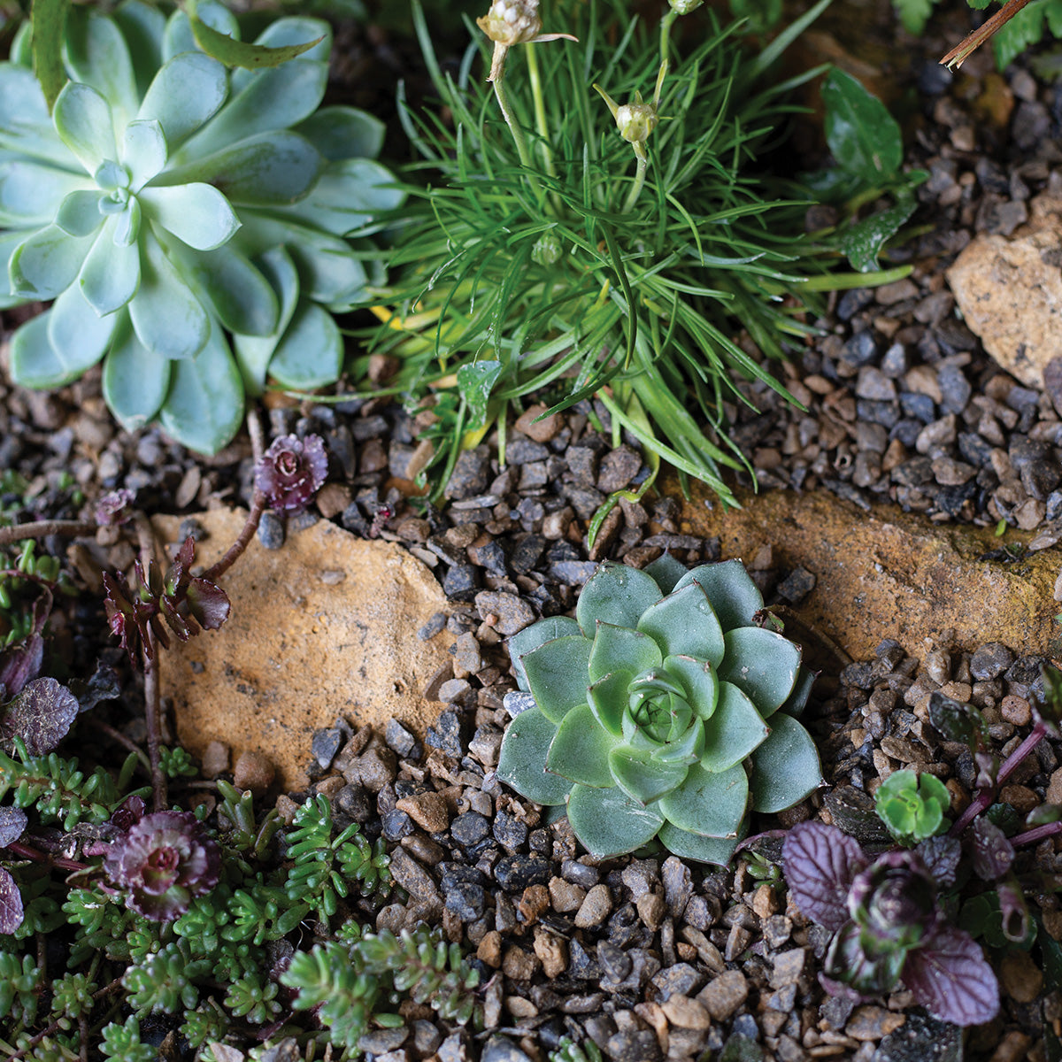 Horticultural Alpine Grit - LARGE