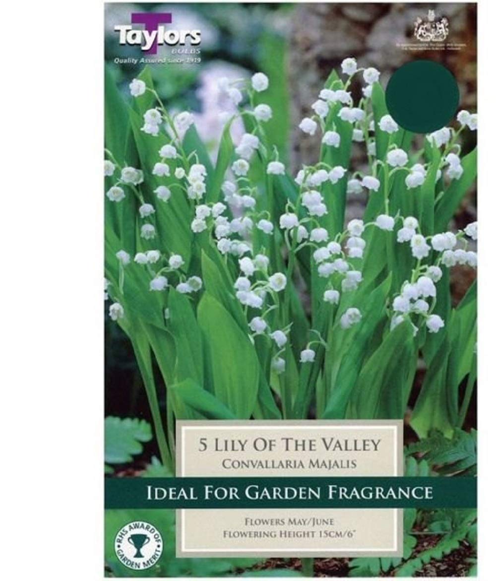 Convallaria Majalis (Lily of the Valley)