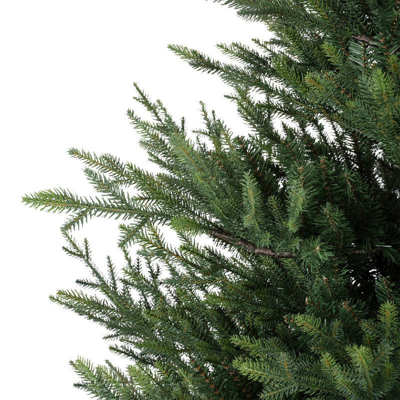 Norway spruce 270cm
