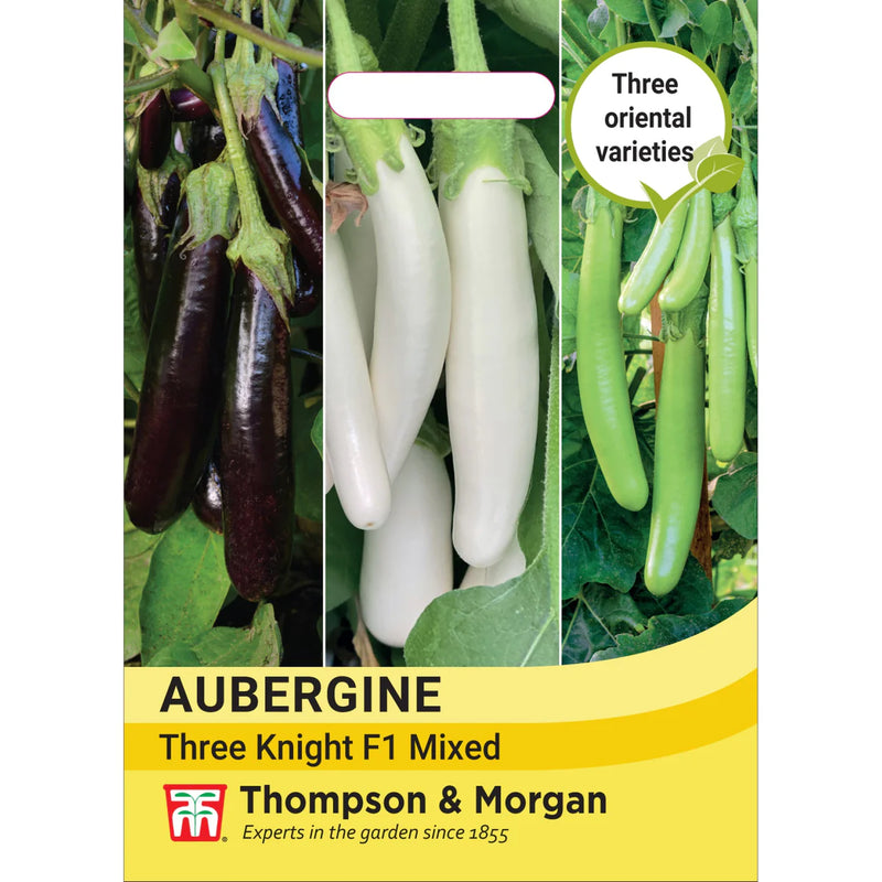 Aubergine Three Knight Collection F1 Recipe