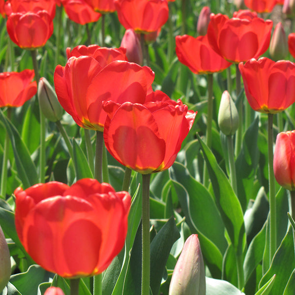 Tulip Red Impression Bulbs