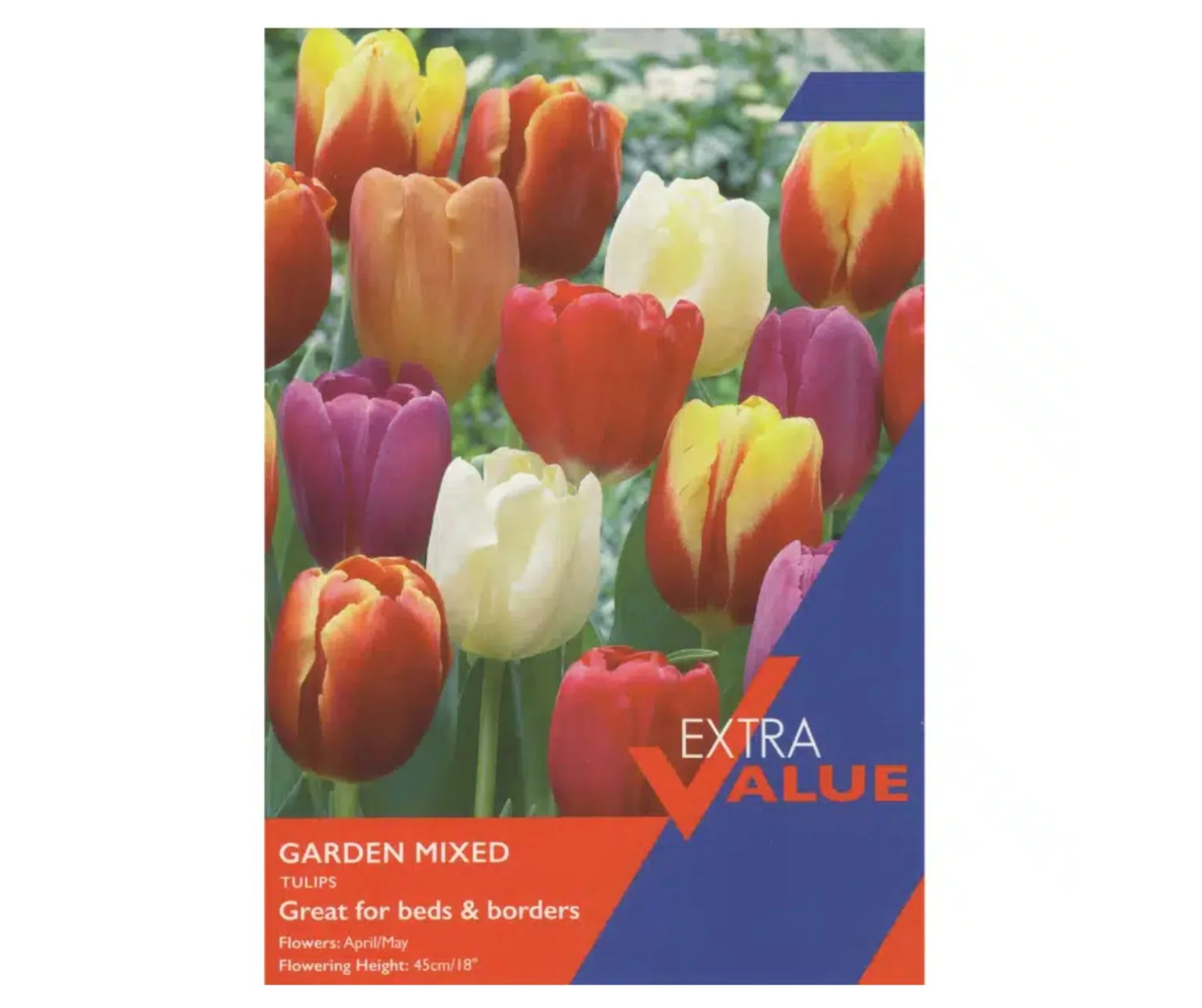 Packet tulip bulbs