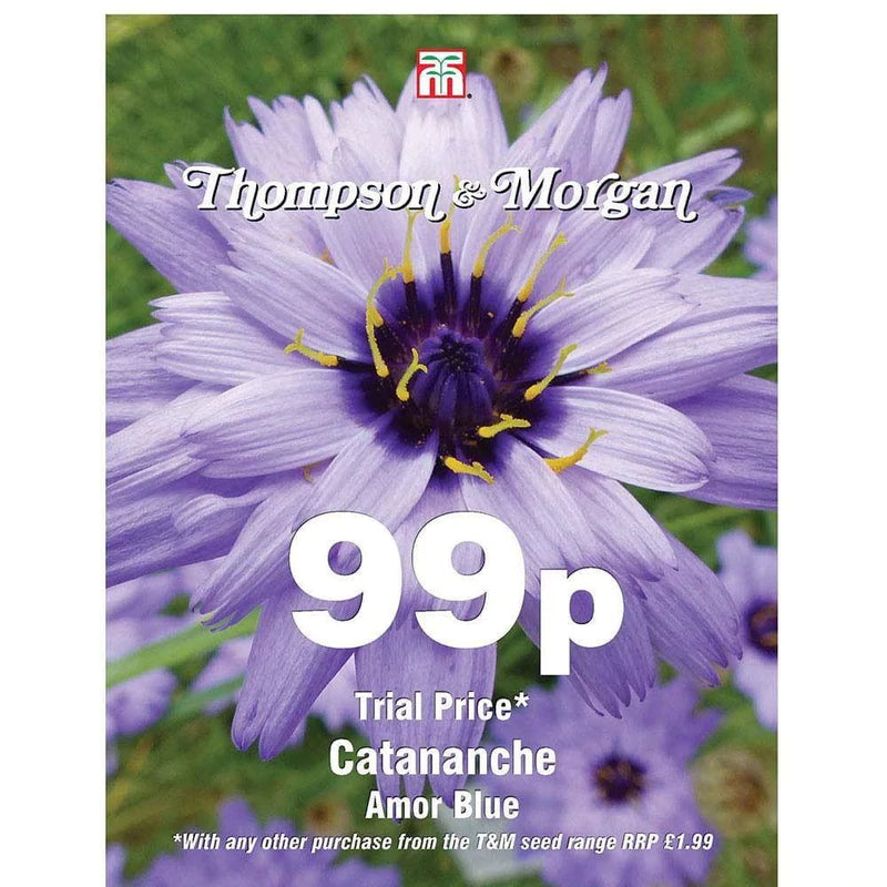 Catananche Caerulea Amor Blue Flower Seeds
