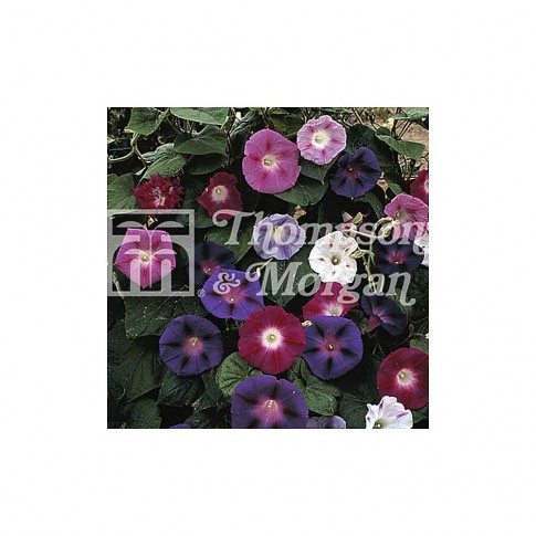 Morning Glory Mixed Colours Flower Seeds