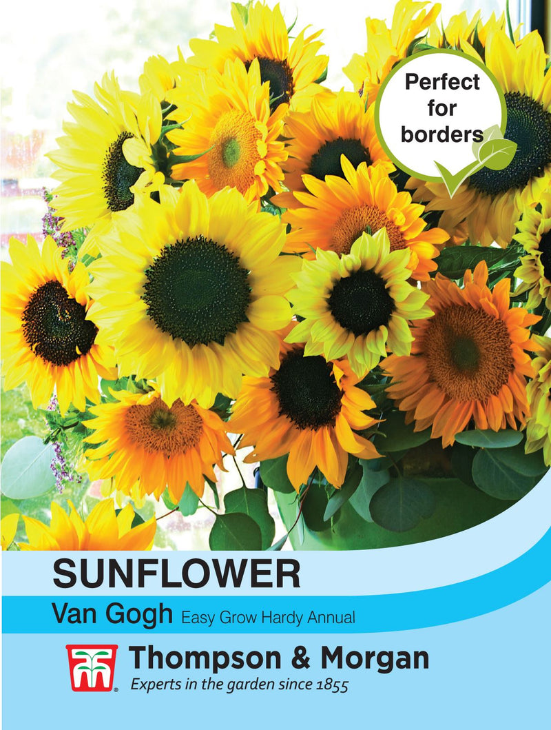 Sunflower Van Gogh Flower Seeds