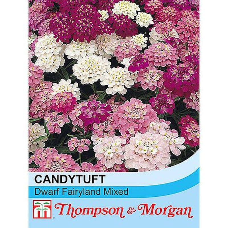 Candytuft Dwarf Fairy Mixed Flower Seeds