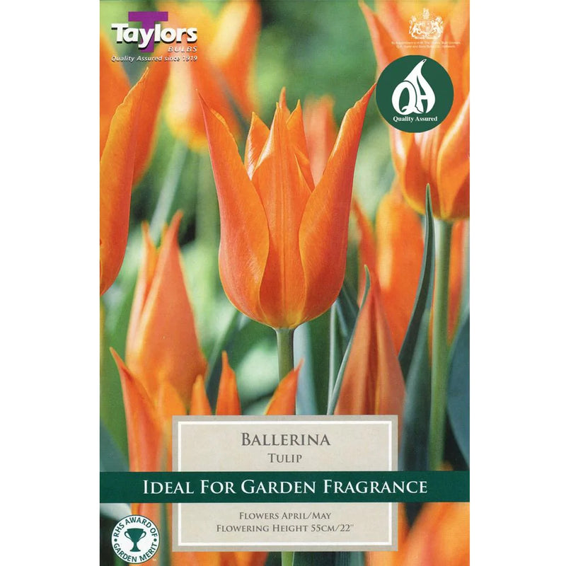 Tulip Ballerina