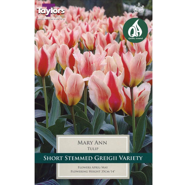 Tulip Mary Ann