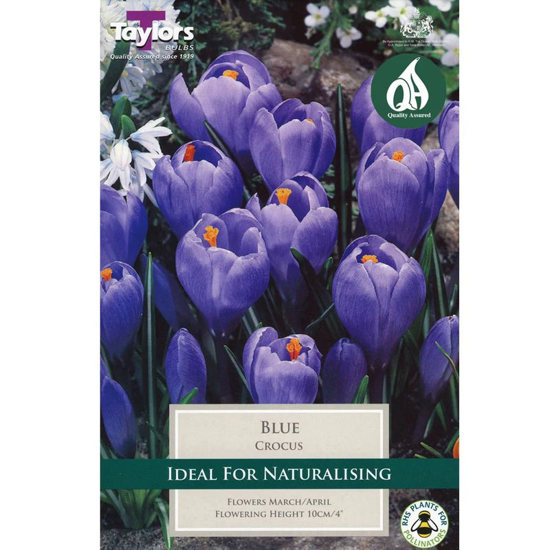 Crocus Blue