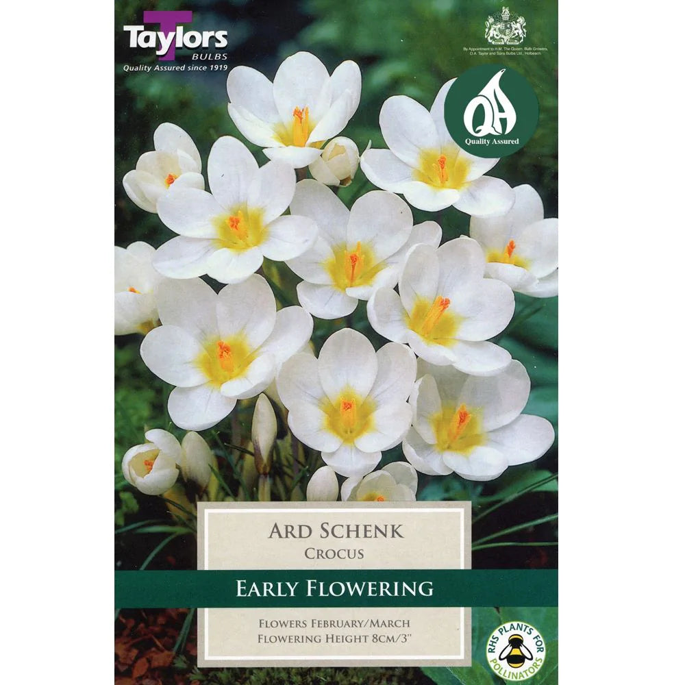 Crocus Ard Schenk