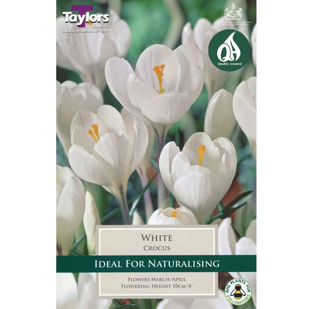 Crocus White