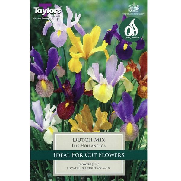 Iris Dutch Mix