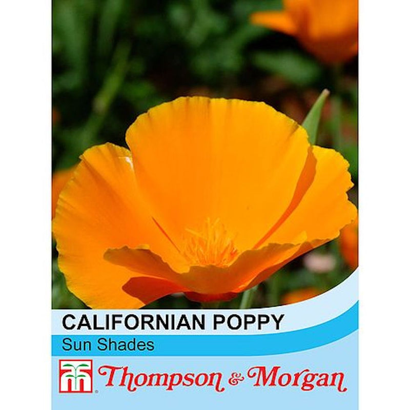 Californian Poppy Sun Shades Flower Seeds