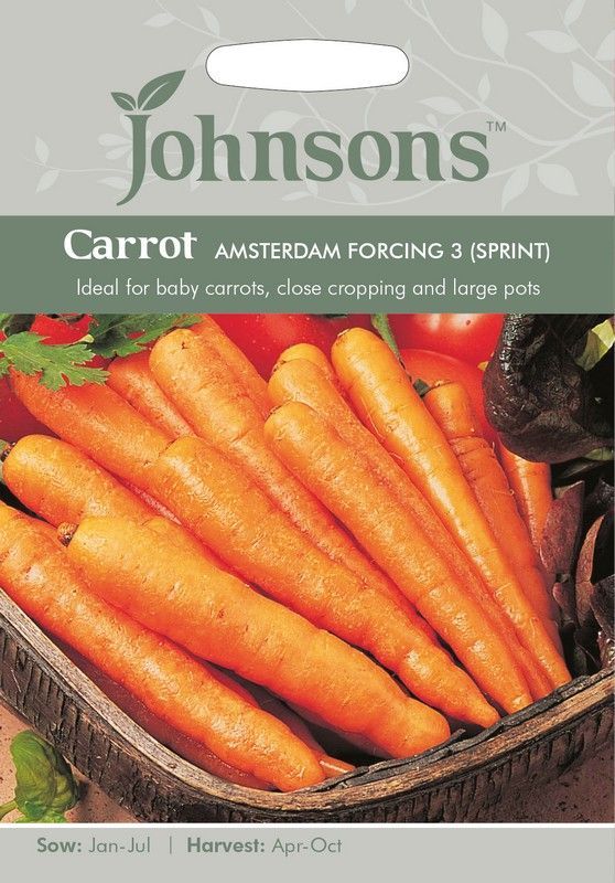 Carrot Amsterdam Forcing 3 Seeds