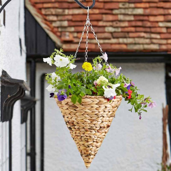 Hanging Basket Hyacinth Cone 12" (30cm)