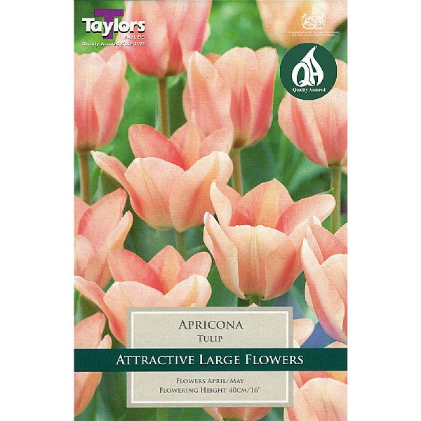 Tulip Apricona