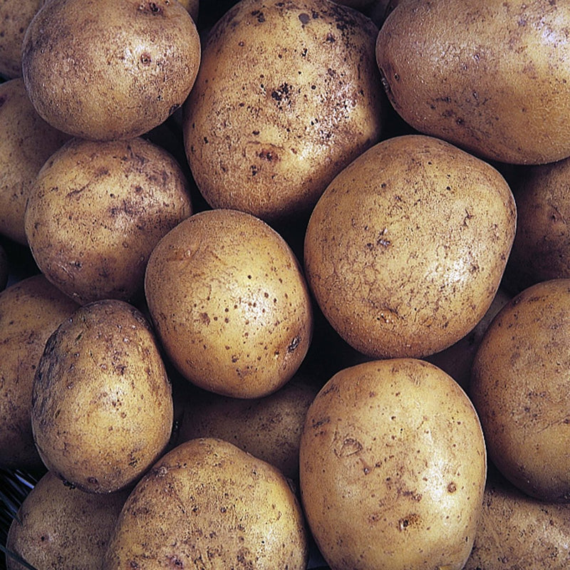 Maris Piper Main Crop Seed Potatoes 2kg