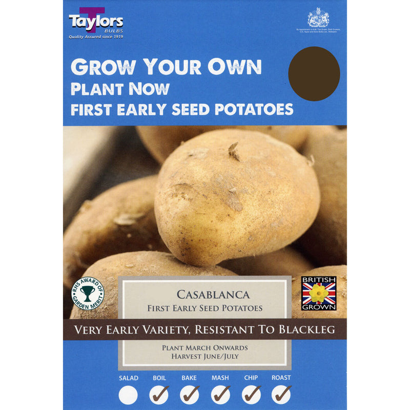 Carripack Potatoes Casablanca 2kg | Cornwall Garden Shop | UK