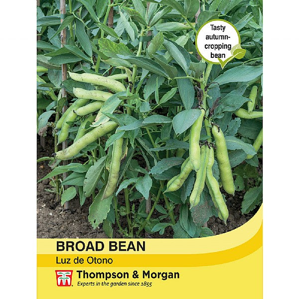 Broad Bean Luz de Otono Seeds