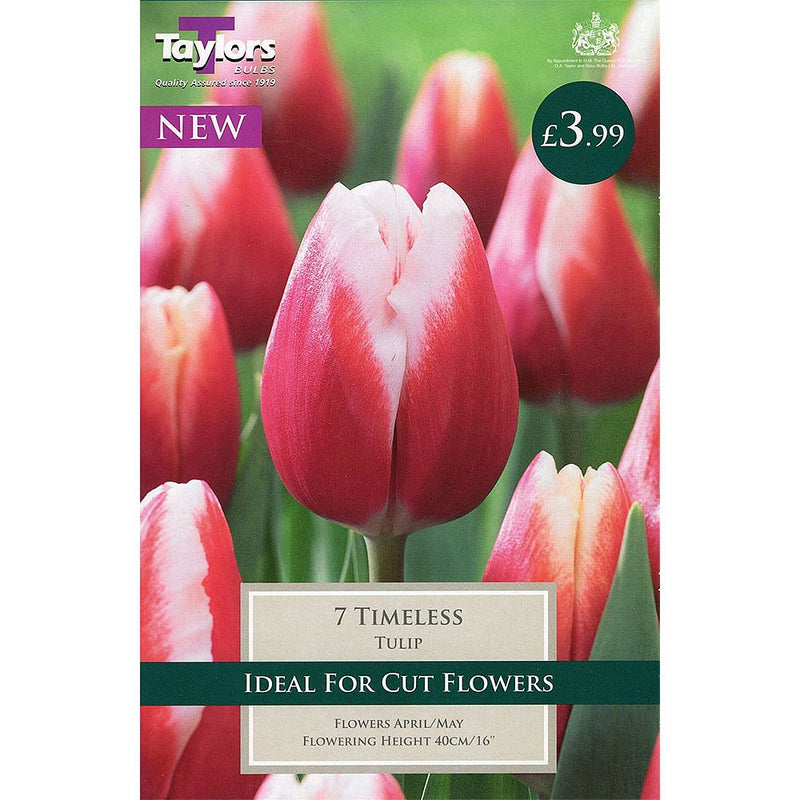Tulip Timeless