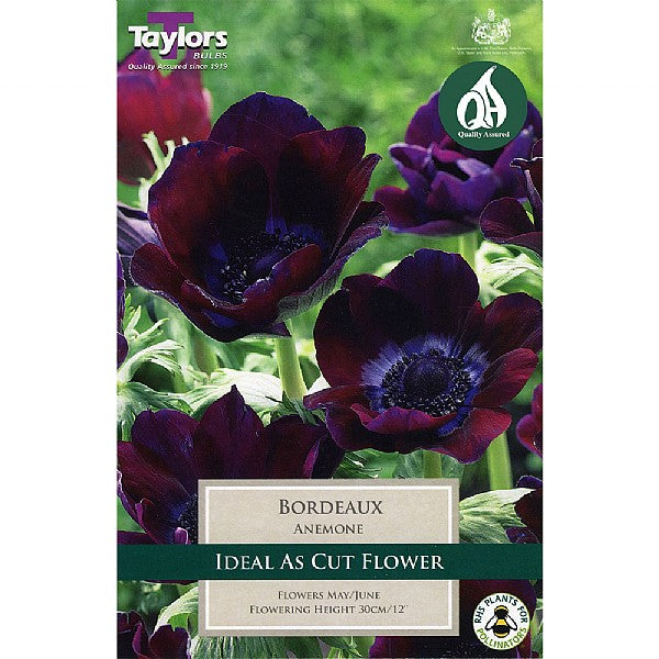 Anemone Bordeaux