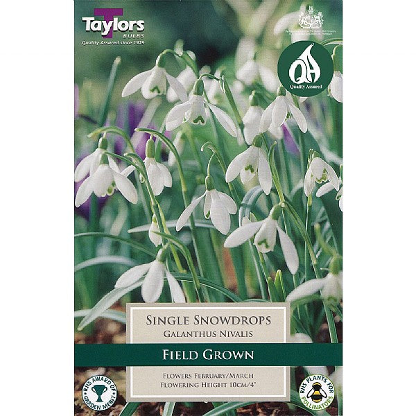 Galanthus Nivalis (Snowdrop) - Field Grown Single