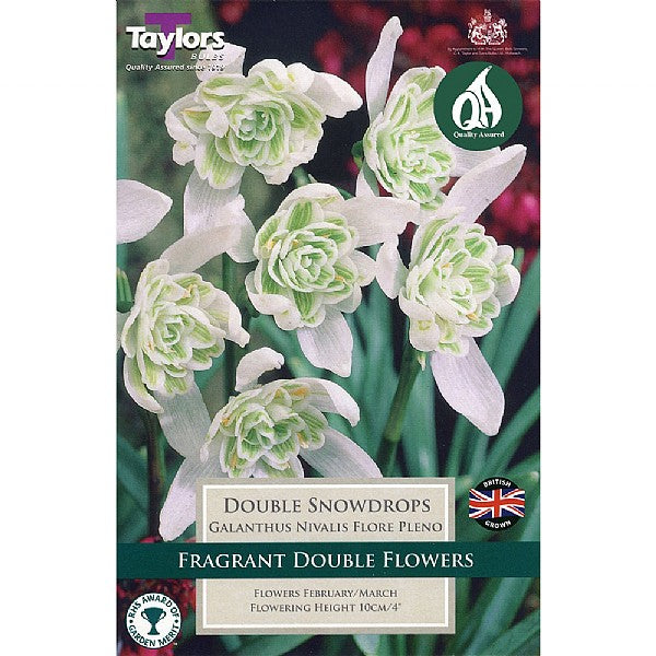 Galanthus Nivalis Flore Pleno (Snowdrop) - Field Grown