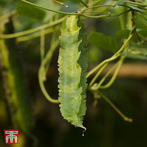 Asparagus Pea Vegetable Seeds