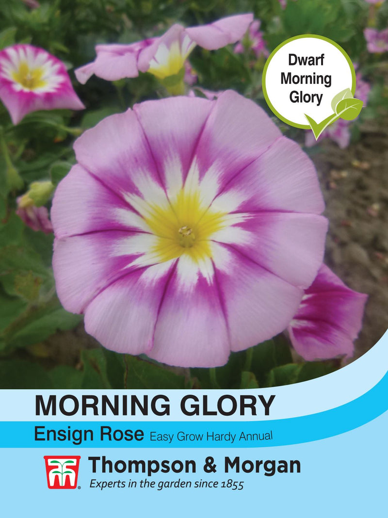 Morning Glory Ensign Rose Flower Seeds