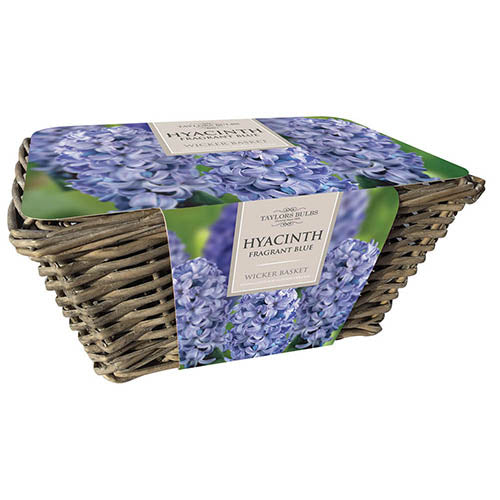 Hyacinth Blue in Large Wicker Basket