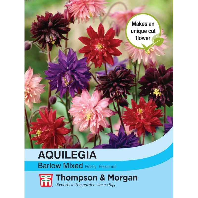 Aquilegia Nora Barlow Mixed Flower Seeds