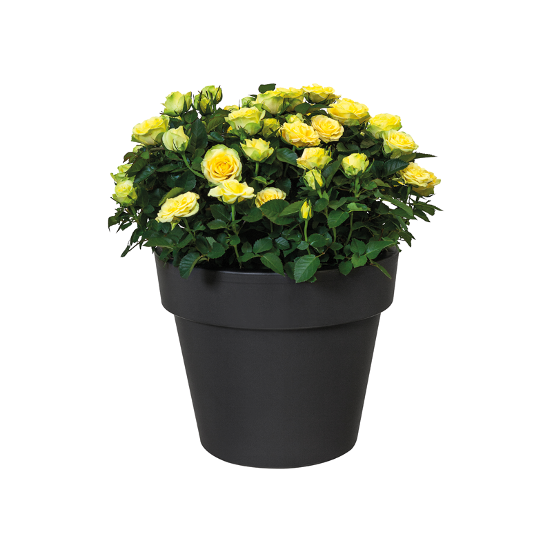 Green Basics Top Planter 47cm Living Black | Cornwall Garden Shop | UK