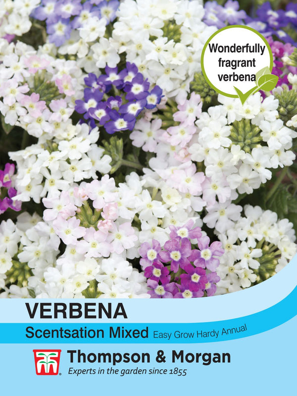 Verbena Scentsation Mixed Flower Seeds