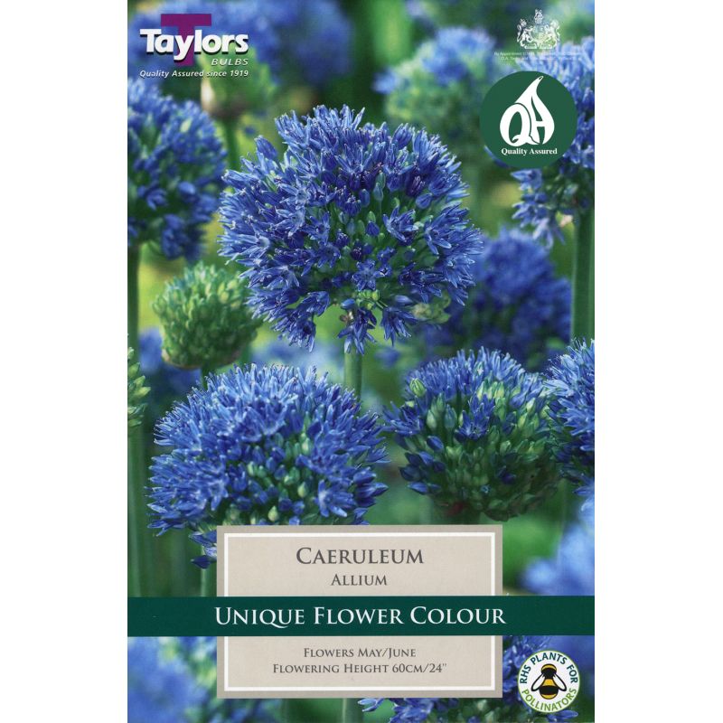 Allium Caeruleum
