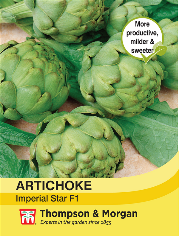 Artichoke Imperial Star Vegetable Seeds