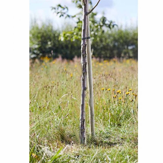 Tree Stake Round 50mm x 2.4m