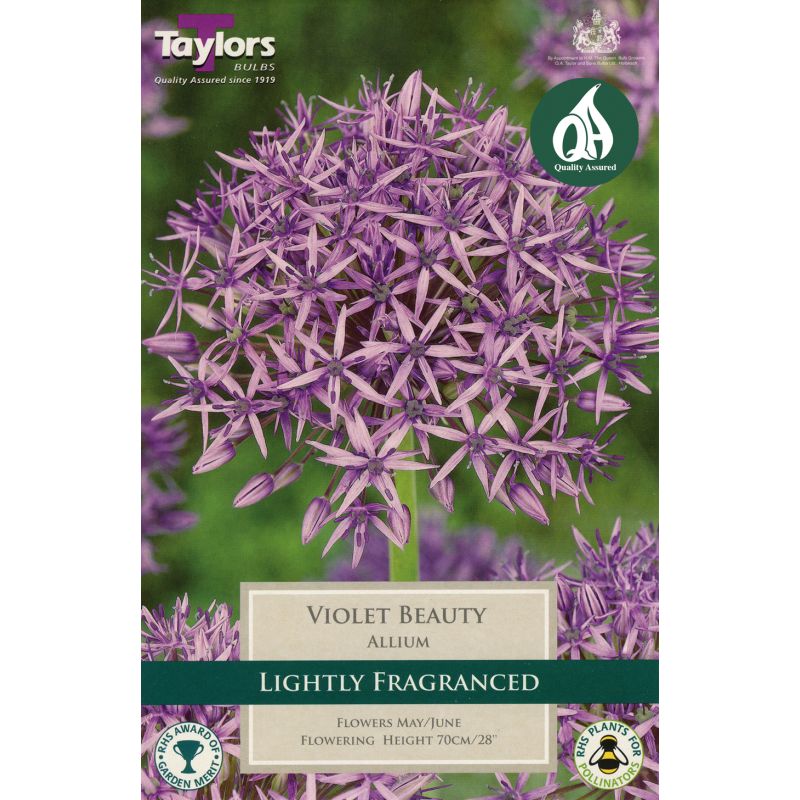 Allium Violet Beauty