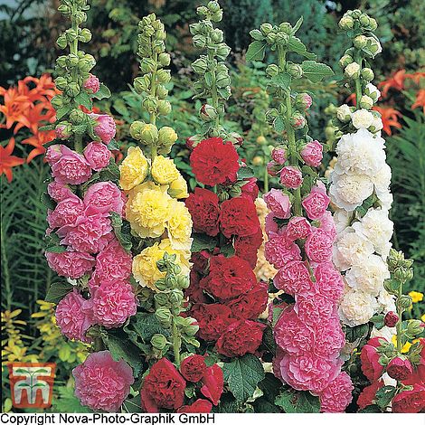 Hollyhock Powder Puffs Mixed Flower Seeds