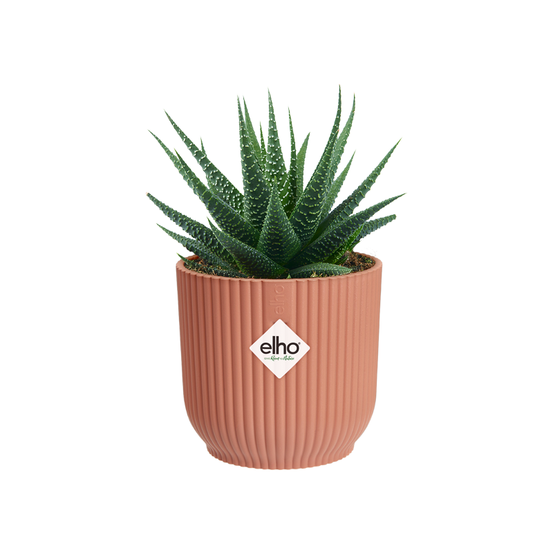 Vibes Fold Round Mini 11cm Delicate Pink | Cornwall Garden Shop | UK
