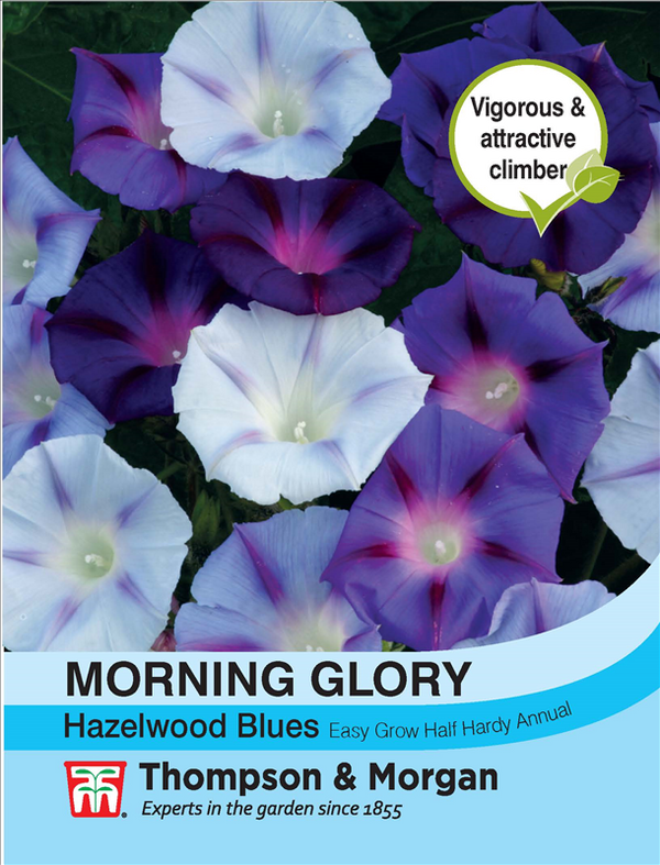 Morning Glory Hazelwood Blues Flower Seeds