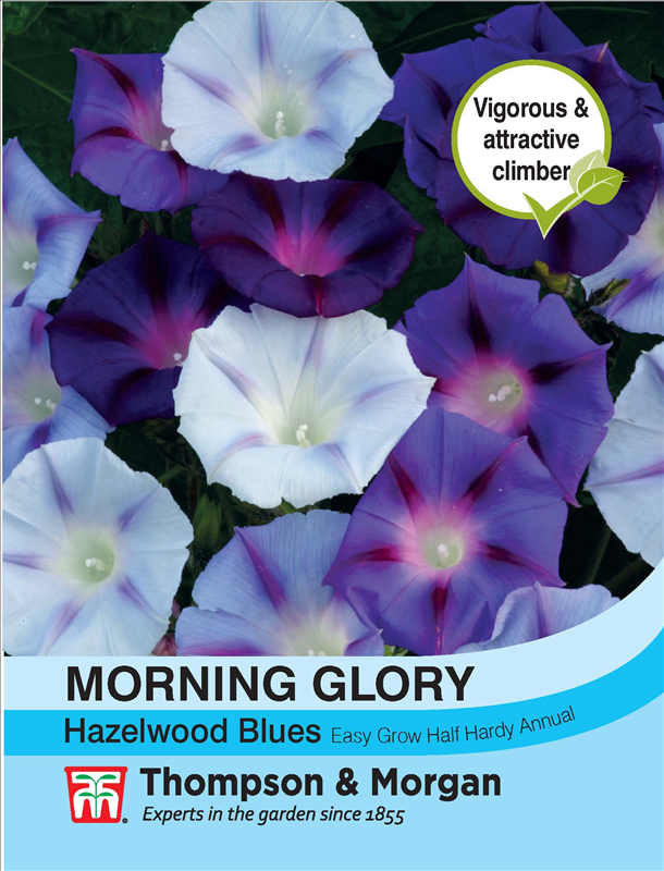 Morning Glory Hazelwood Blues Flower Seeds