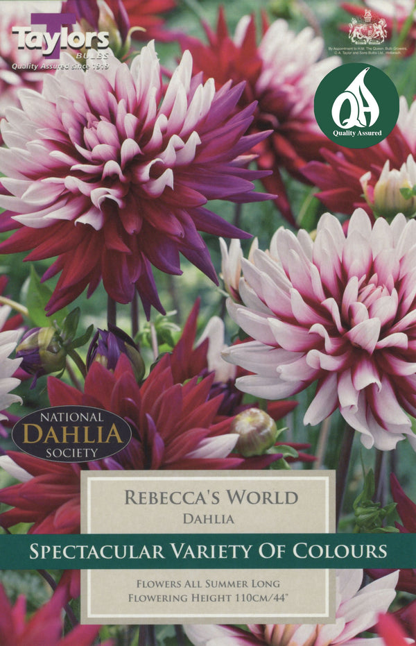 Dahlia Rebeccas World (Single Pack)