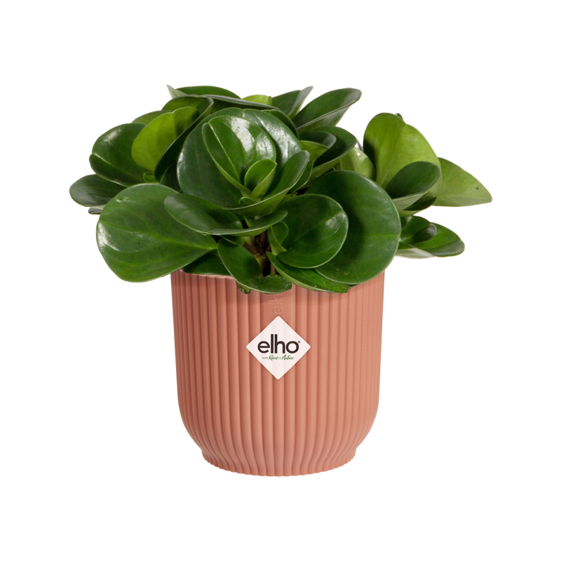 Vibes Fold Round Mini 11cm Delicate Pink | Cornwall Garden Shop | UK