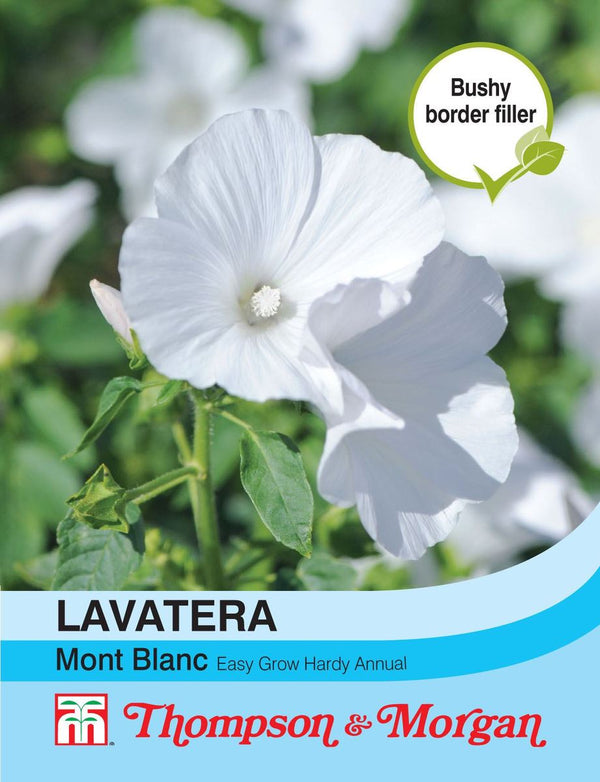 Lavatera Mont Blanc Flower Seeds