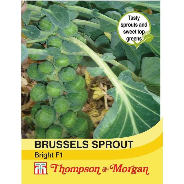 Brussels Sprout Bright F1 Hybrid Seeds