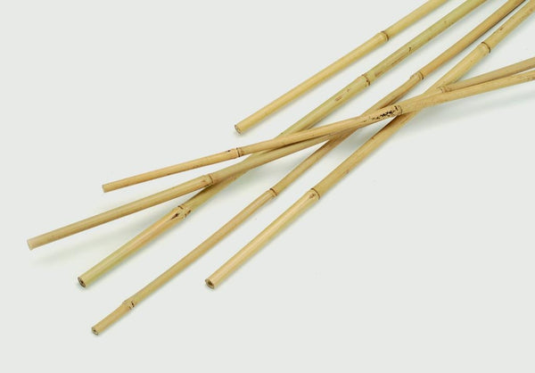 Bamboo Canes 0.9m (3ft) - 10 Pack